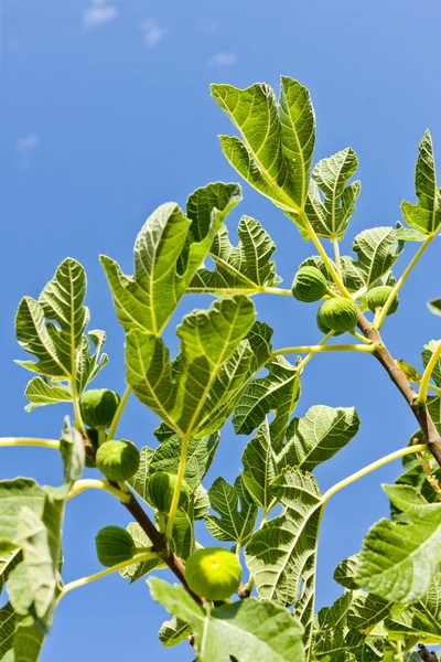 Figi na drzewie — Zdjęcie stockowe