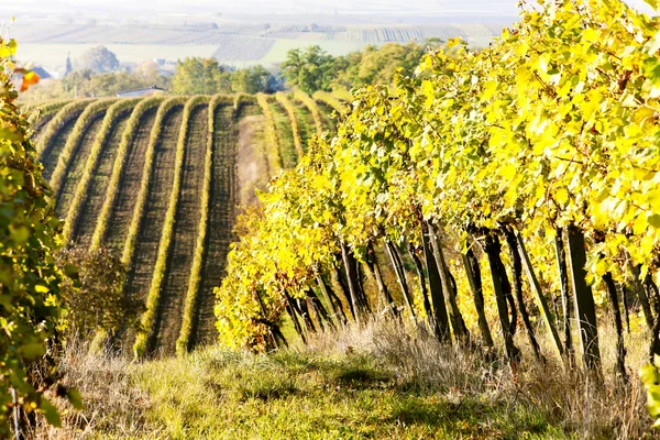 Виноградники осенью, Унтеррецбах, Нижняя Австрия, Австрия — стоковое фото