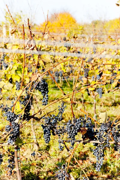 红葡萄的葡萄园，捷克共和国 — 图库照片