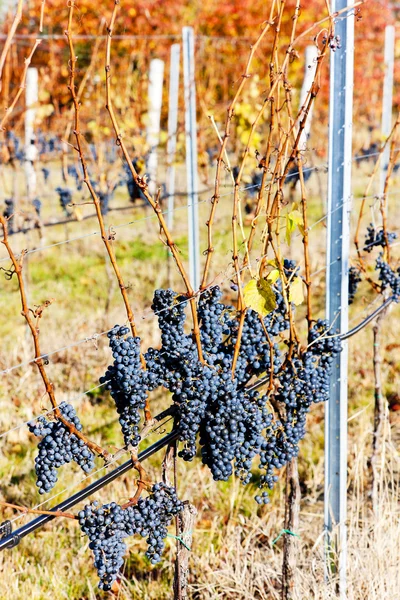 Красный виноград в винограднике, Чехия — стоковое фото