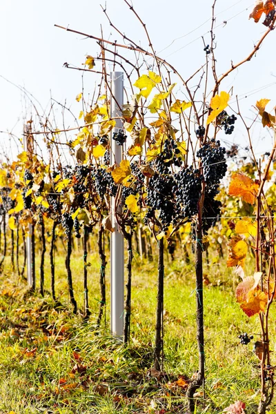 Czerwone winogrona w winnicy, Republika Czeska — Zdjęcie stockowe