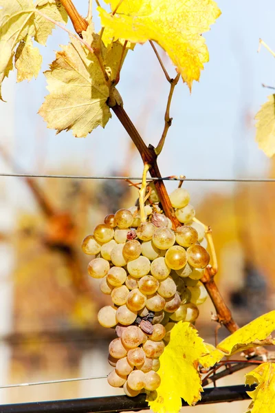 Białych winogron w winnicy, Republika Czeska — Zdjęcie stockowe