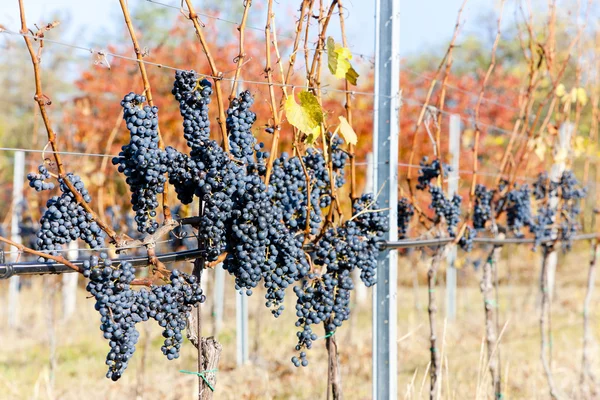 Красный виноград в винограднике, Чехия — стоковое фото