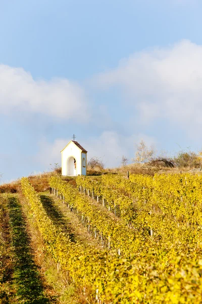 葡萄园在秋天附近 hnanice，捷克共和国 — 图库照片