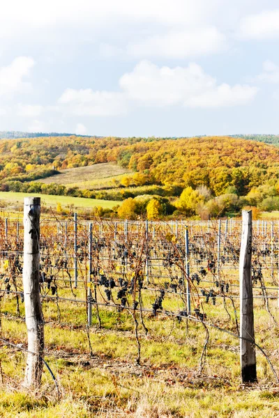Röda druvor i vingården, Tjeckien — Stockfoto