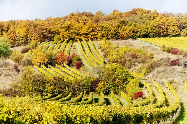 Őszi szőlőültetvények retz régióban, Alsó-Ausztria, Ausztria — Stock Fotó