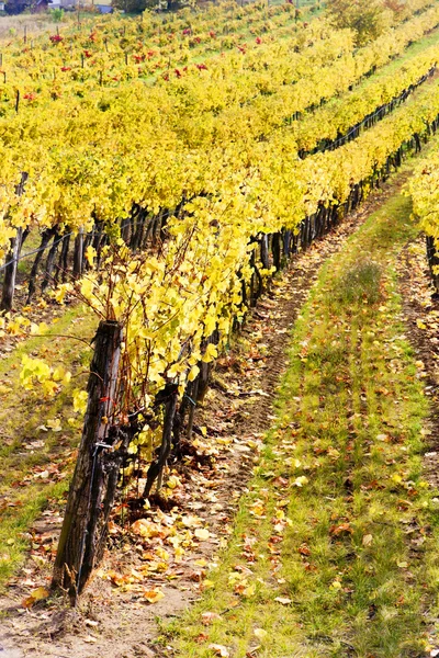 诃子地区秋季葡萄园降低奥地利，奥地利 — 图库照片