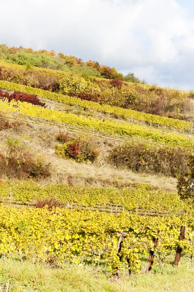 Herfst wijngaarden in retz regio, Neder-Oostenrijk, Oostenrijk — Stockfoto