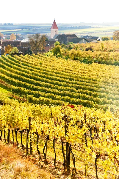 Höstlig vingårdar i retz regionen, Niederösterreich, Österrike — Stockfoto