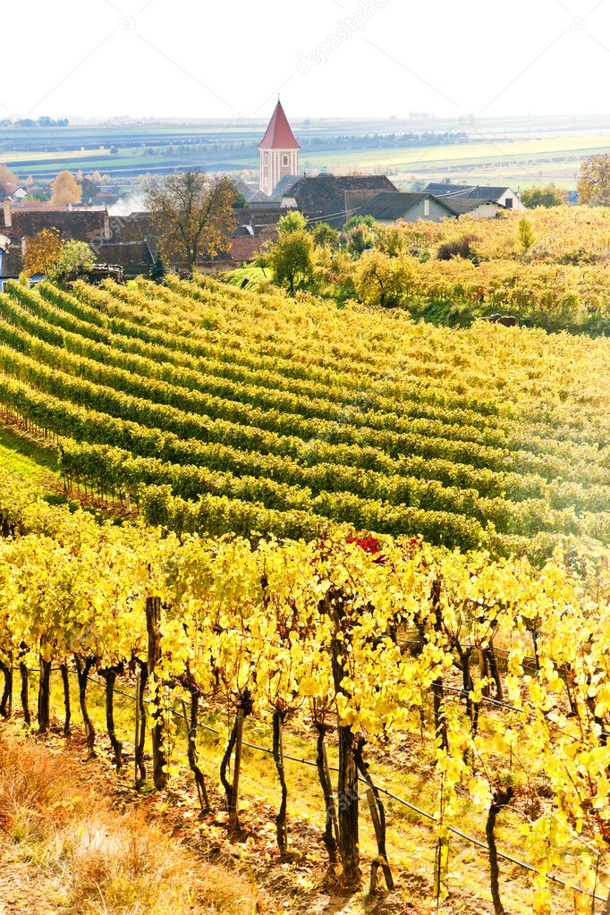 Autumnal vineyards in Retz region, Lower Austria, Austria