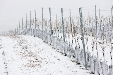 Winter vineyards clipart