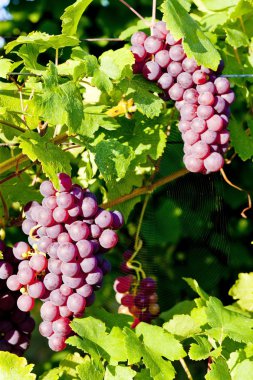 Grapevine in vineyard (gewurztraminer), Alsace, France clipart