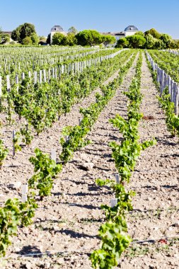 Vineyard and Chateau Calon-Segur, Saint-Estephe, Bordeaux Region clipart
