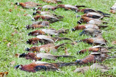 Excludes of caught pheasants clipart