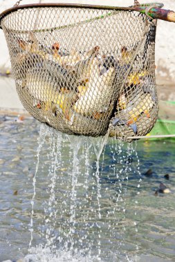 Harvesting pond clipart