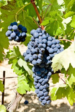 Mavi üzüm, la rioja, İspanya