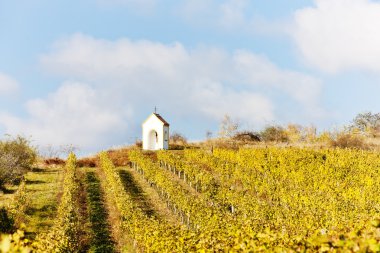 Vineyard Güz yakınındaki hnanice, Çek Cumhuriyeti