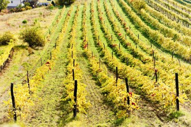 Autumnal vineyards in Retz region, Lower Austria, Austria clipart