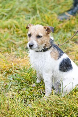 çayır üzerinde oturan köpek