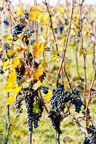 Uvas rojas en viñedo, República Checa — Foto de Stock