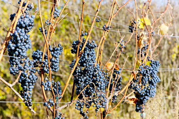 Uvas vermelhas em vinhedo, República Checa — Fotografia de Stock