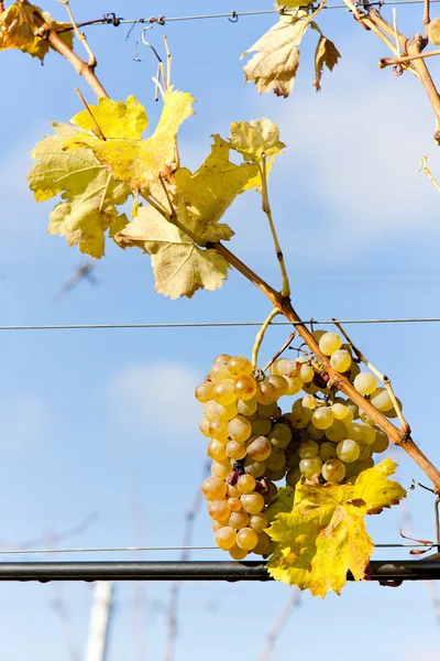 Raisins blancs dans le vignoble, République tchèque — Photo