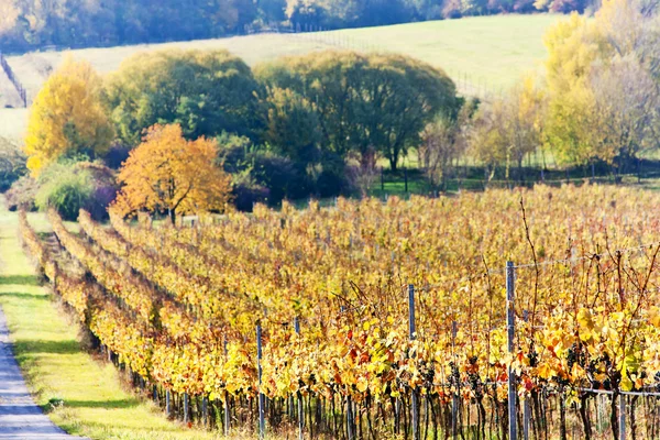 Виноградники осенью, Чехия — стоковое фото