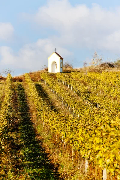 Виноградник осенью рядом с Hnanice, Чехия — стоковое фото