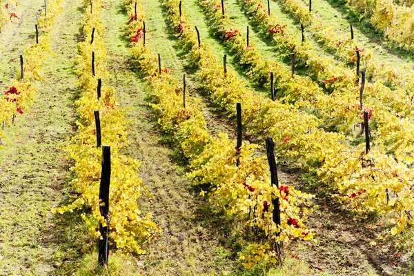 Осенние виноградники в регионе Рец, Нижняя Австрия, Австрия — стоковое фото