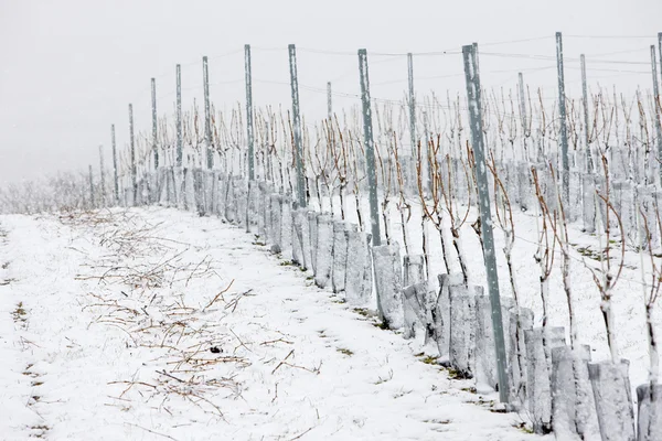 Winnice zimowe — Zdjęcie stockowe