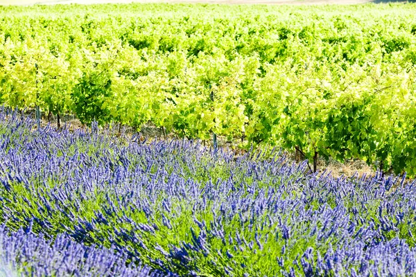 Лавандовое поле с виноградником, Drome Department, Рона-Альпы, Фра — стоковое фото