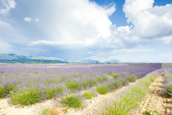 Lavanta alan, plato de valensole, provence, Fransa — Stok fotoğraf