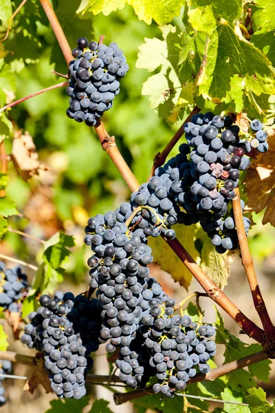 Bordeaux bölgesinde, aquitaine, Fransa mavi üzüm — Stok fotoğraf