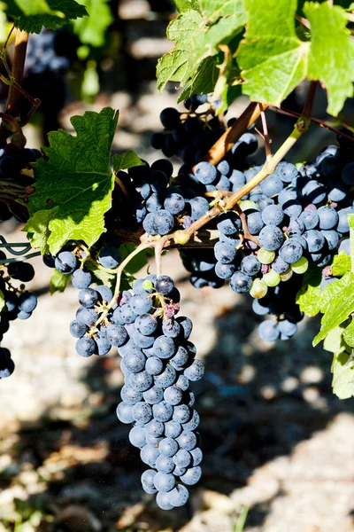Blauwe druif in bordeaux regio, aquitaine, Frankrijk — Stockfoto
