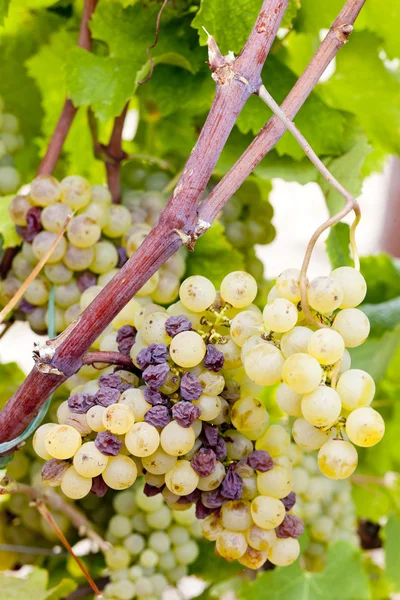 Witte druif in sauternes regio, aquitaine, Frankrijk — Stockfoto