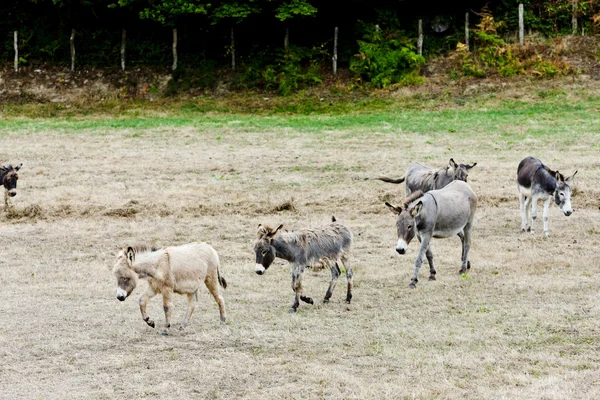Donkeys, Navarre, Spain — Stock Photo, Image
