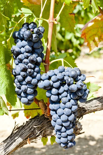 Blauwe druiven, la rioja, Spanje — Stockfoto