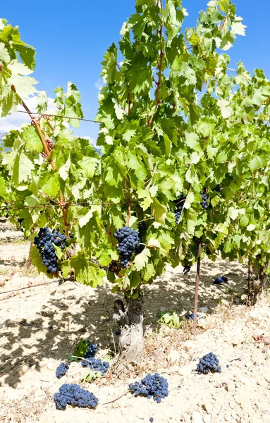 Weinberg mit blauen Trauben, la rioja, Spanien — Stockfoto