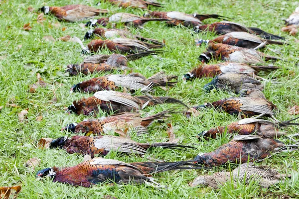 Stock image Excludes of caught pheasants