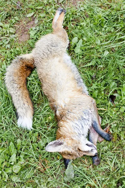 つかまえられた fox を除外します。 — ストック写真