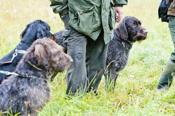 Hunting dogs with hunter — Stock Photo, Image