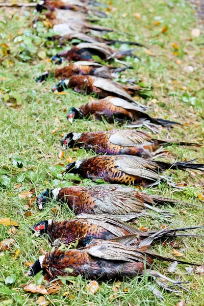 Excludes of caught pheasants — Stock Photo, Image