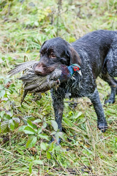 Perro de caza con una captura — Foto de Stock