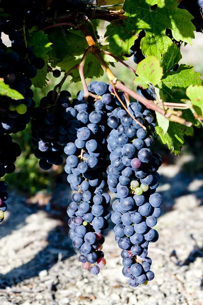 Blue grape in Bordeaux Region, Aquitaine, France — Stock Photo, Image