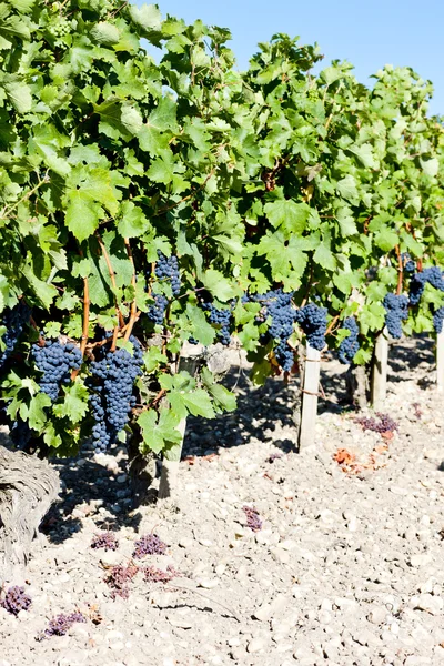 Weinberg mit blauen Trauben in der Region Bordeaux, Aquitanien, Frankreich — Stockfoto