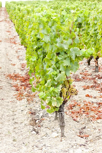 Белый виноград в винограднике, регион Заутерн, Аквитания, Франция — стоковое фото