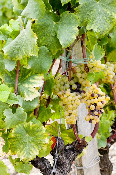 Raisins blancs dans la région de Sauternes, Aquitaine, France — Photo