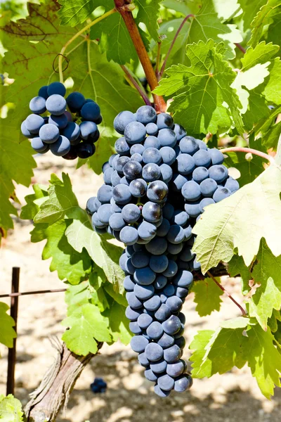 Uvas azules, La Rioja, España — Foto de Stock