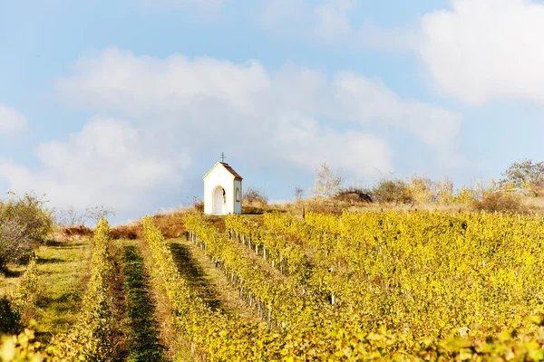 Vineyard in autumn near Hnanice, Czech Republic — Stock Photo, Image