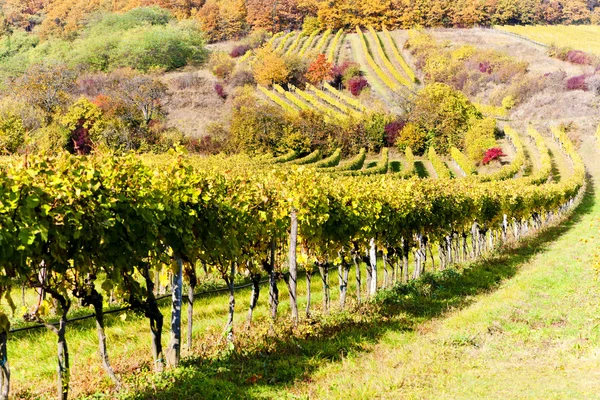 诃子地区秋季葡萄园降低奥地利，奥地利 — 图库照片